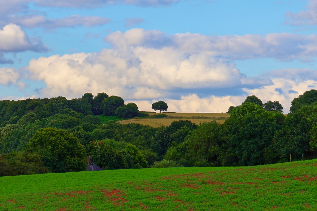 Elevated Dog Walk Photography: Embracing Pastel Skies and Green Landscapes
