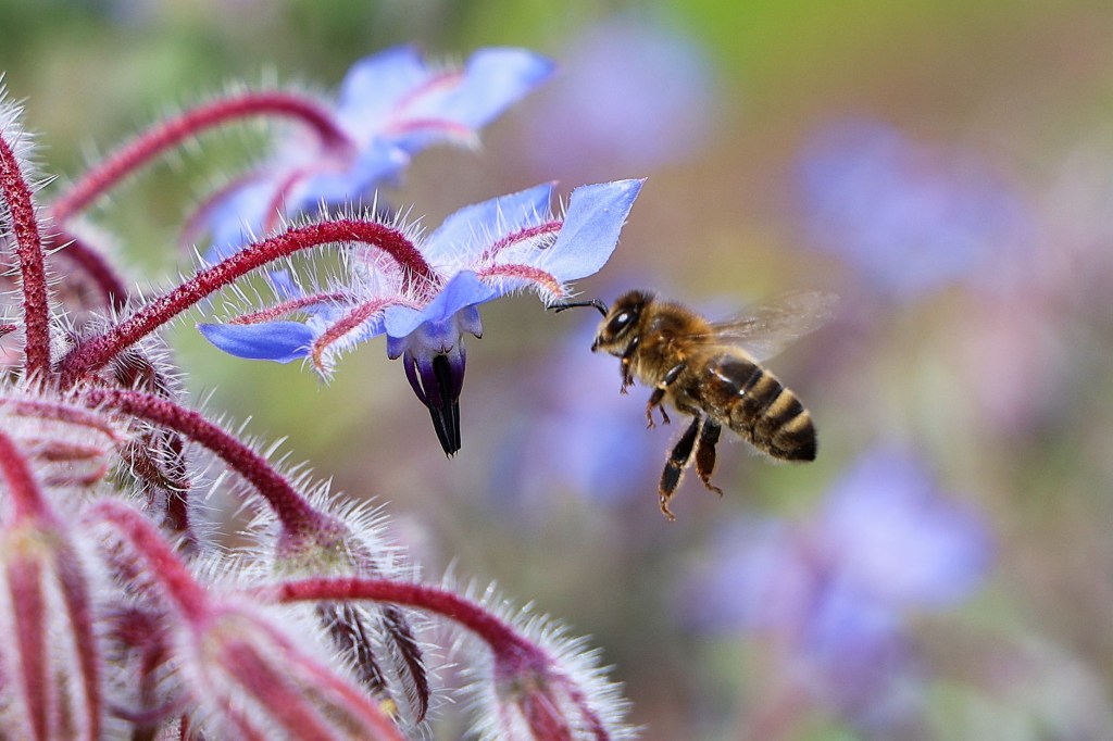 Capturing the Beauty of Wild Flowers and Insects: A Close-Up Photography Journey